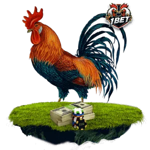 Sabong rooster