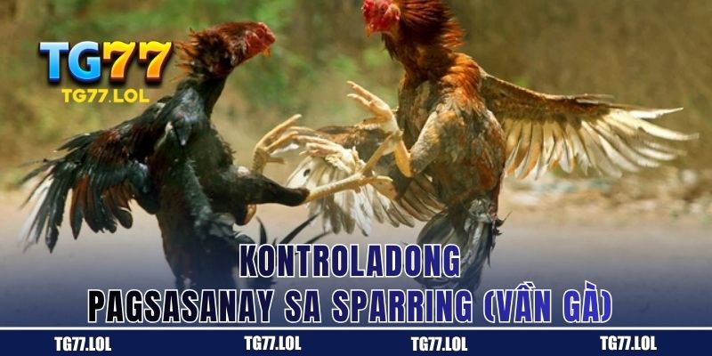 Kontroladong sparring ng manok panabong sa TG77 